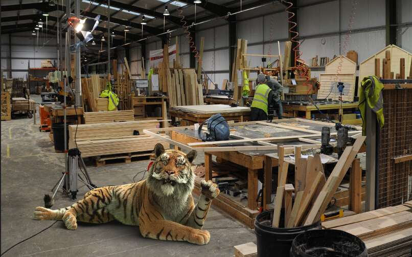 Tiger Sheds Eric in shed workshop