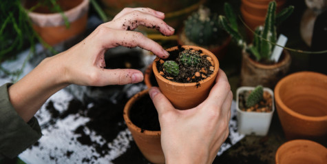 A picture containing someone potting plants in small terracotta plant pots