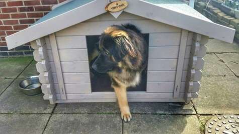 A picture containing a Tiger Sheds wooden dog shed, with dog