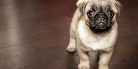 A picture of pug puppy