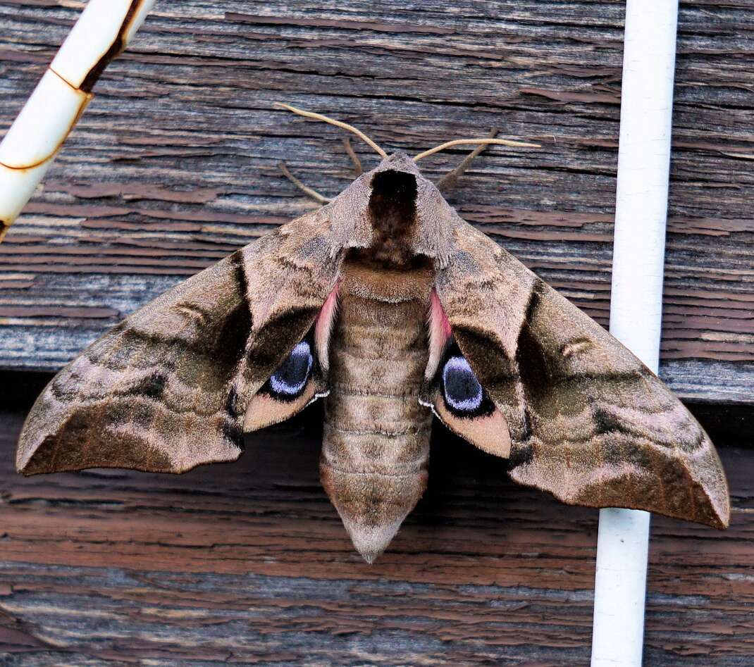 A moth on a wood surface