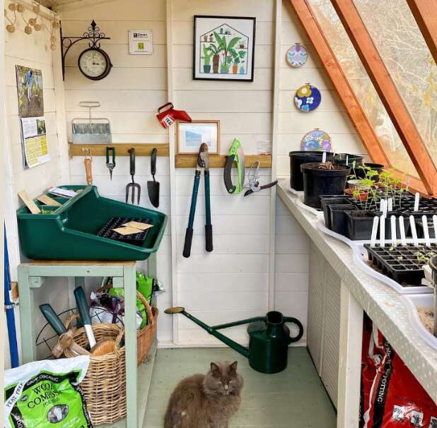 A picture containing the Tiger Potting Shed interior, cat, watering can, seedlings. storage baskets