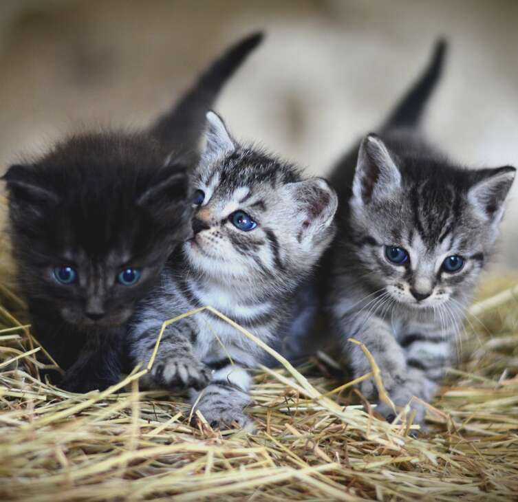 A picture containing 3 kittens in hay