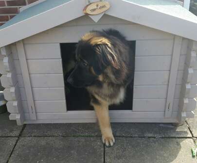 A picture containing a dog in a Tiger Sheds Shiplap Dog Kennel, painted in grey