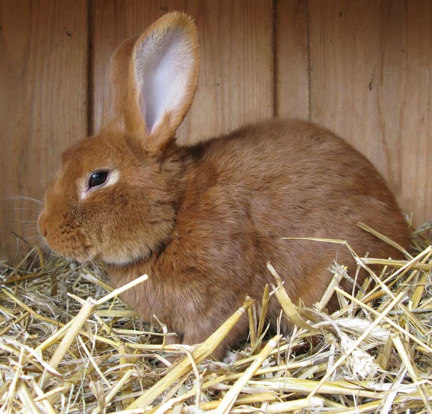 A picture containing a rabbit sitting in hay