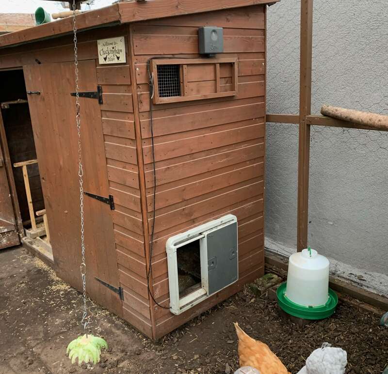 A picture containing a garden hen coop, converted shed, hens