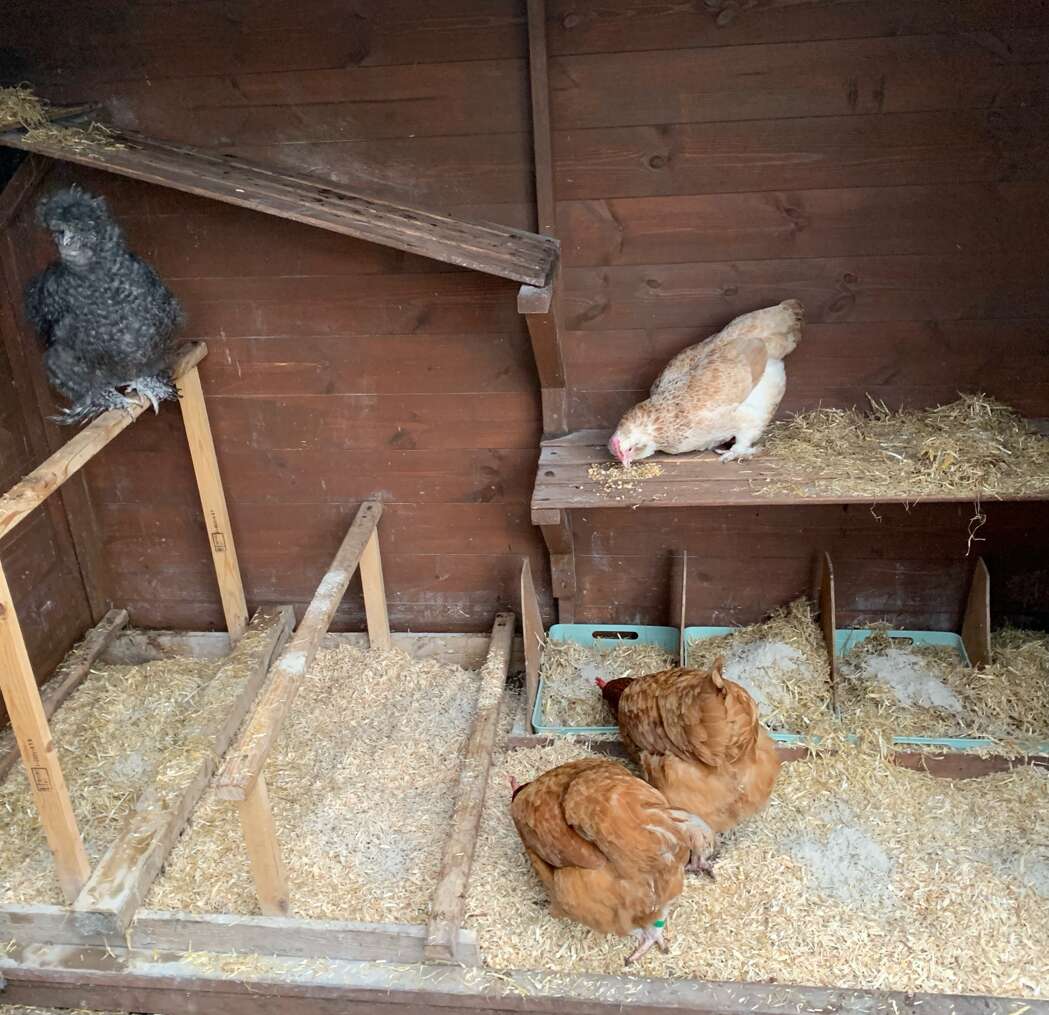 A picture containing a shed with poultry