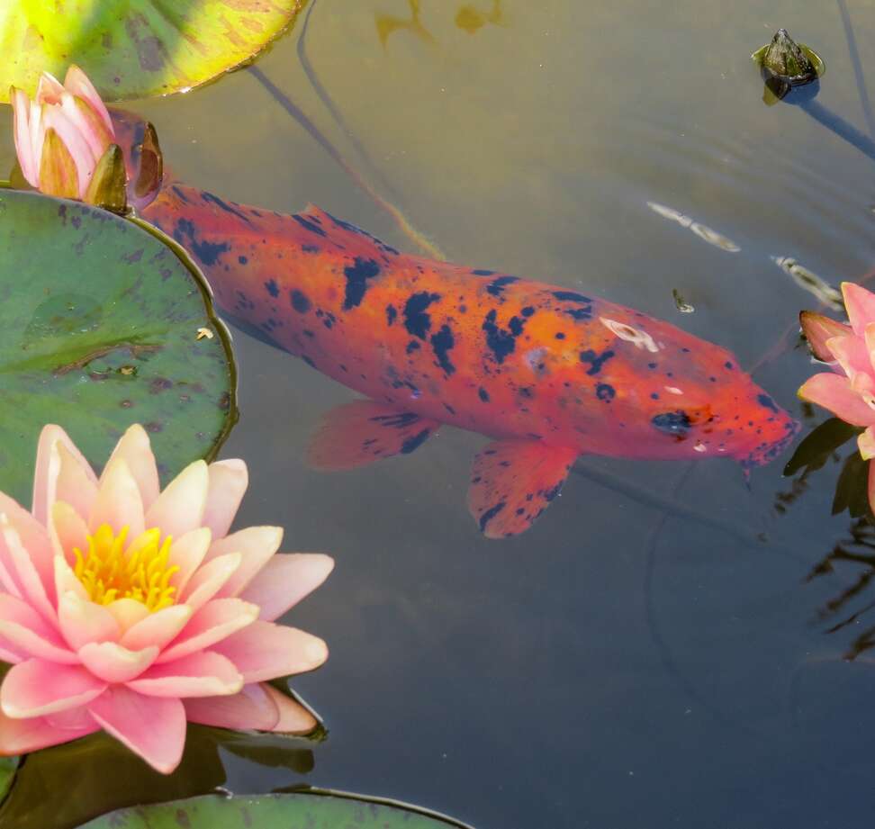 A fish in a pond with lily pads and flowers, carp