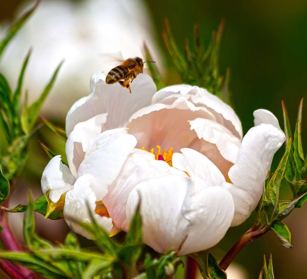 A bee flying over a white flower, white peony