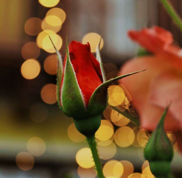 A close up of a rose, red rose, fairy lights, gardenDescription automatically generated with medium confidence