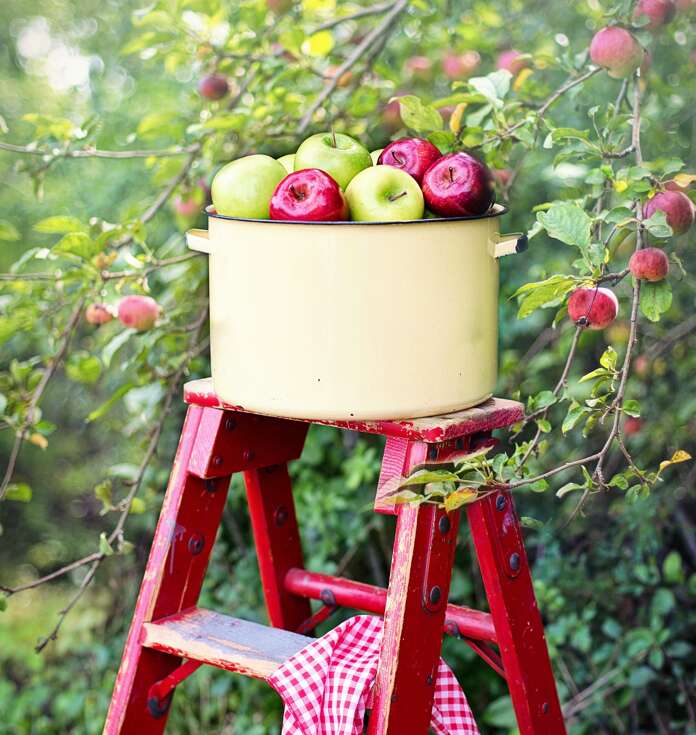 A picture containing an apple orchard, apple trees, red wooden step ladder, basket of apples, red apples