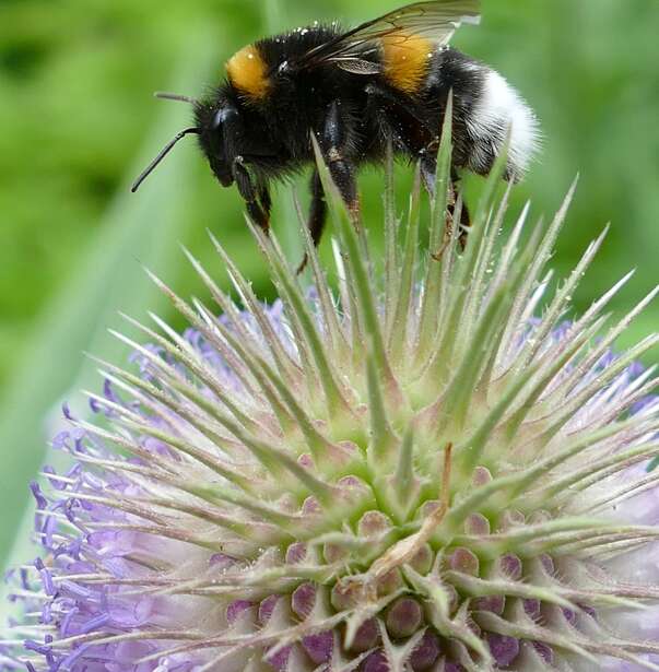 A bee on a teasle flower