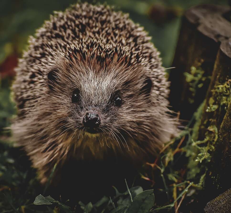 A hedgehog standing in the grass and leaves