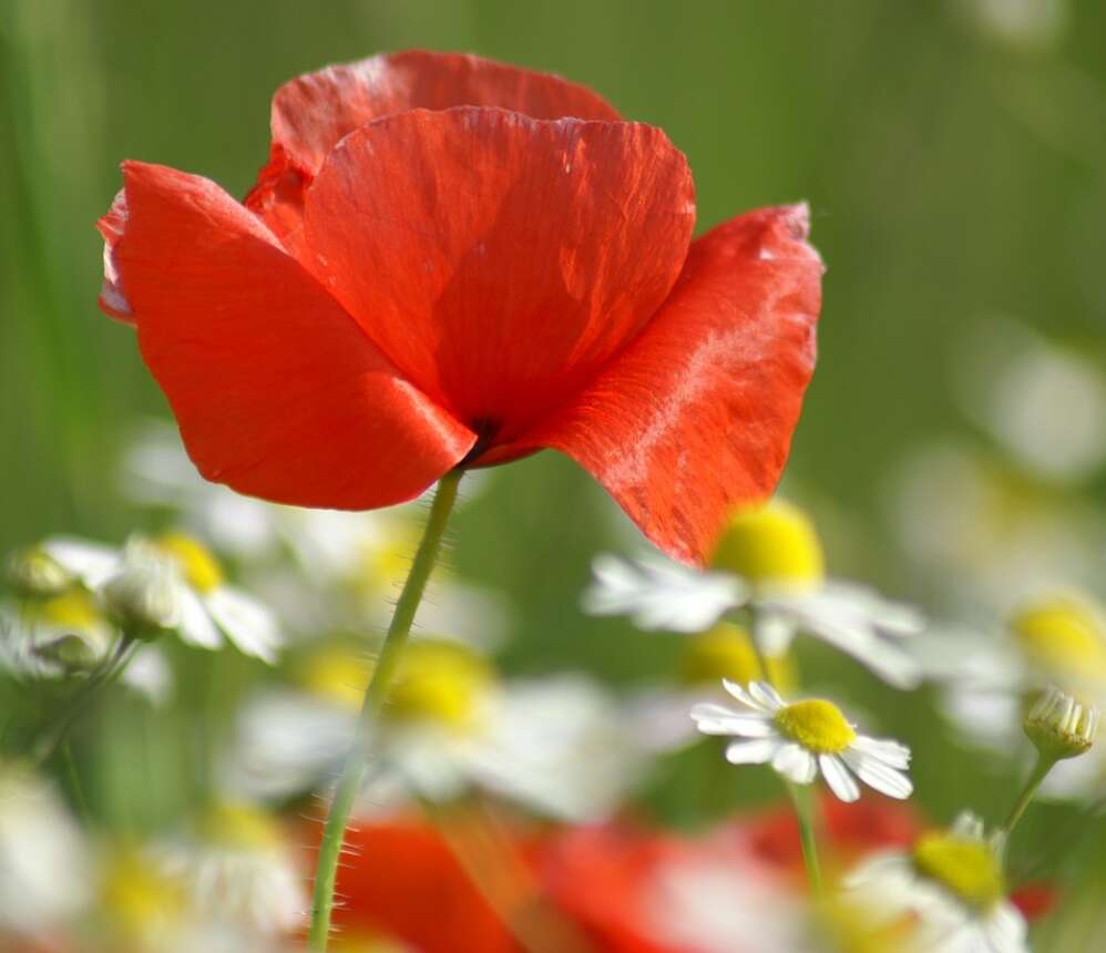 A red flower in a field of daisies, red poppy and daisies