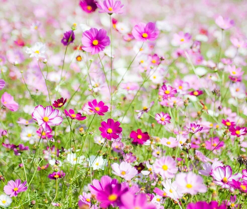 A picture of purple and pink flowers in grass, grass tapestry, lawn tapestry