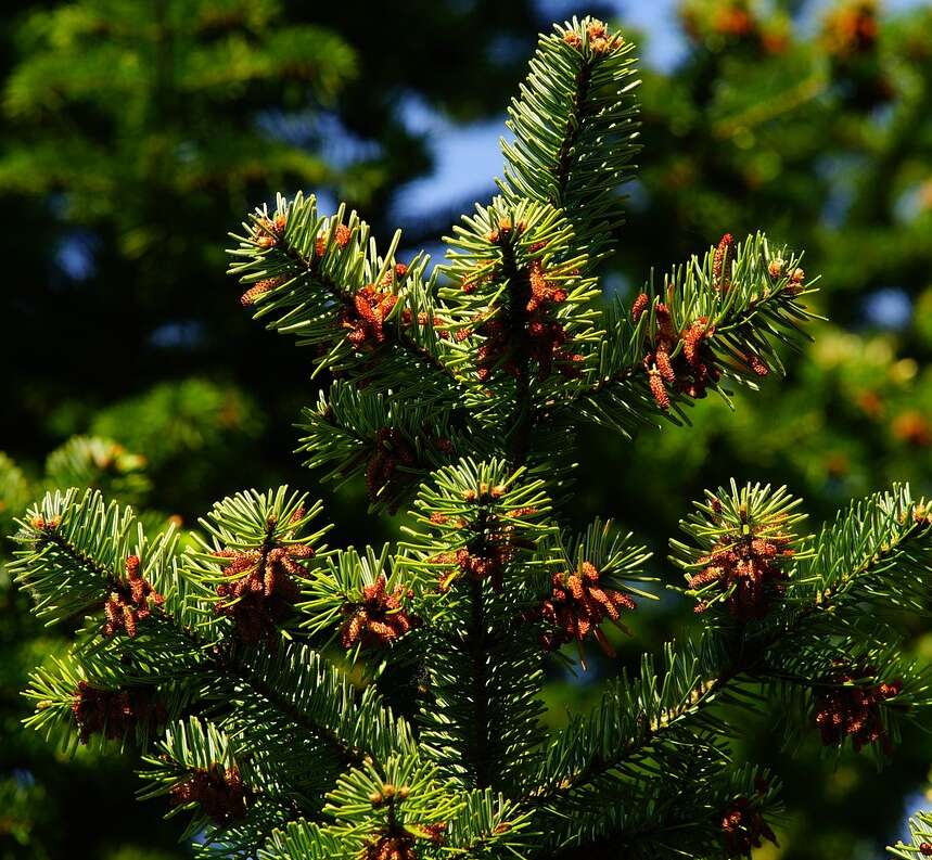 A close up of a pine tree, garden tree for flooding