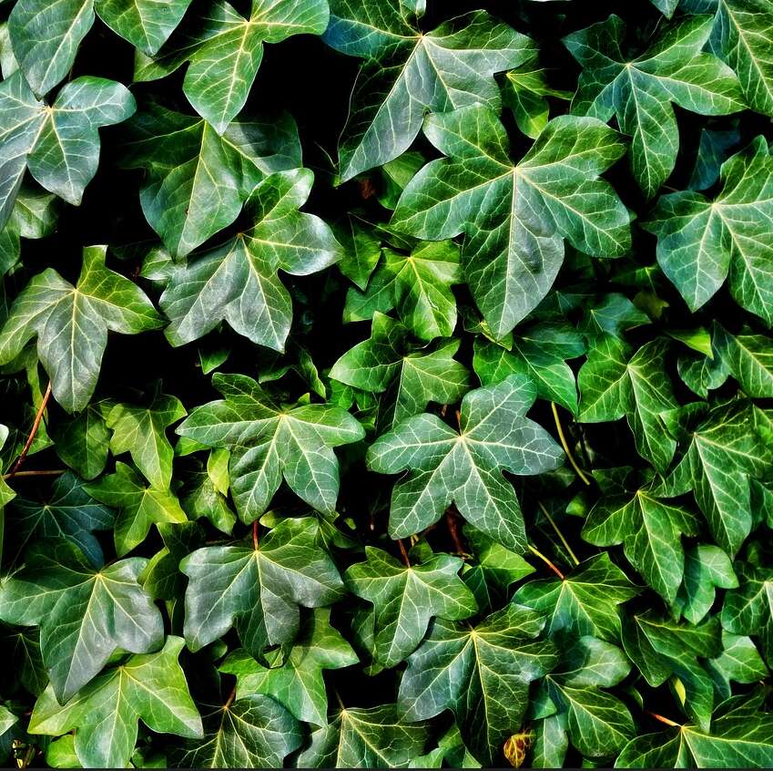 A close up of green leaves, close up of ivy, garden plants for insulation
