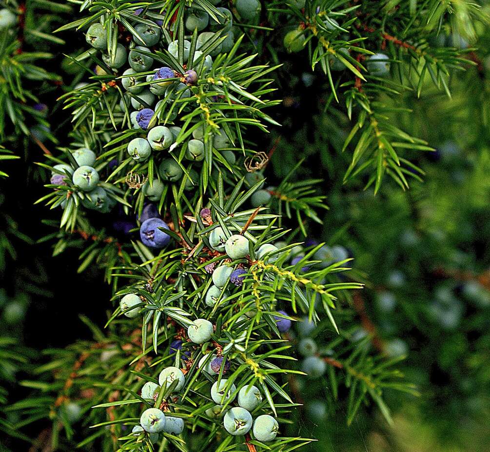 A close up of a juniper, juniper berries, garden plant for noise pollution