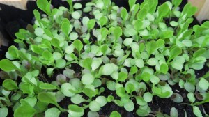 Green Baby Lettuce Leaves