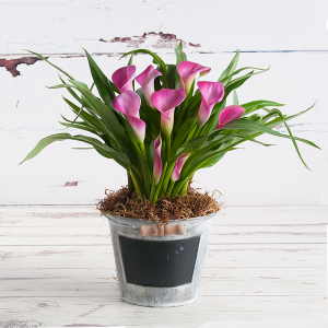 Callalily Flower Arrangement with plant pot