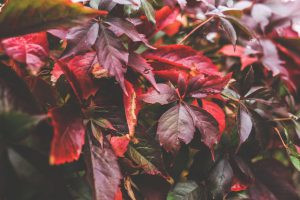 red-leaf-leaves-big