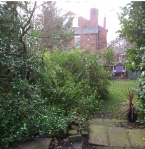Photo of an ailing tree in Amanda's garden