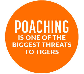 Poaching & Illegal Trade